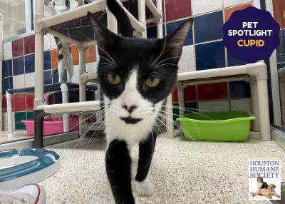 Houston Humane Society | Cupid