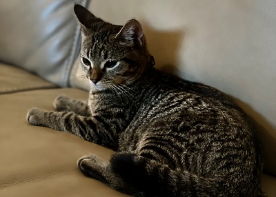 Houston Humane Society | Happy Tail Cyrus