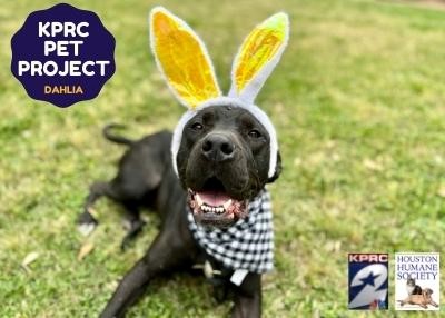 Houston Humane Society | Dahlia