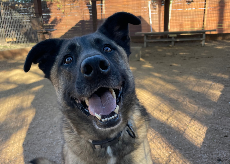 Houston Humane Society | Daiquiri’s Happy Tail
