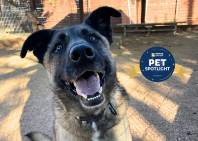 Houston Humane Society | Daiquiri