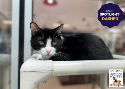 Houston Humane Society | Dasher