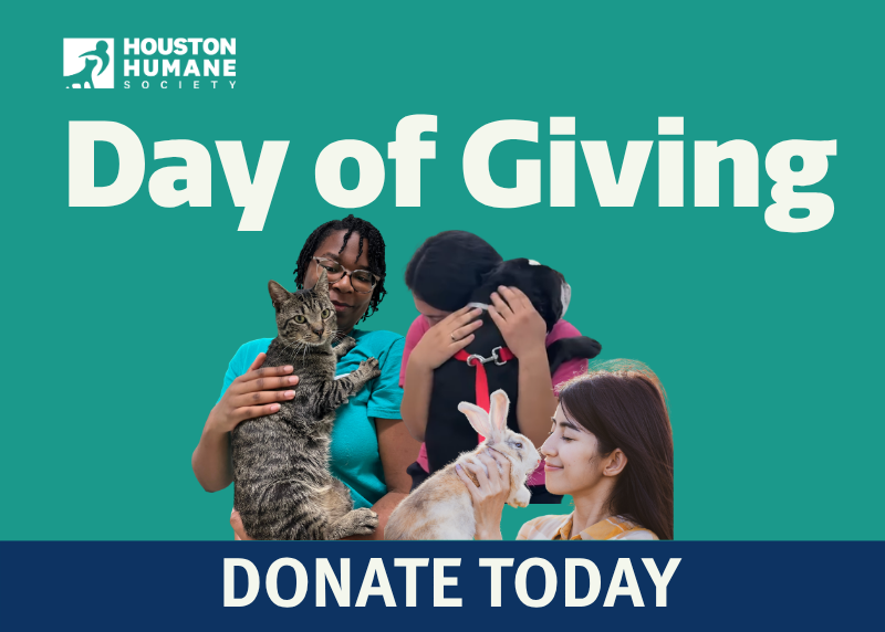 Houston Humane Society | Houston Humane Society Day of Giving: Help Houston Animals Heal