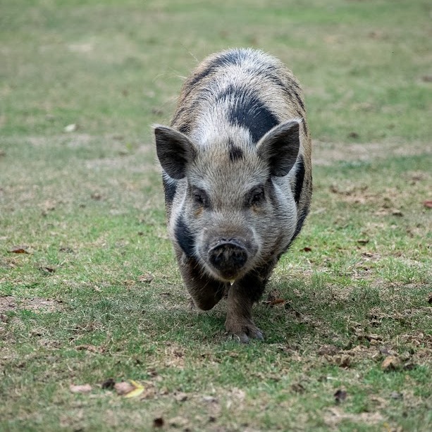 Deborah, a spotted Kunekune pig, walking towards the camera.
