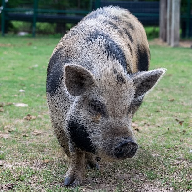 Deborah, a spotted Kunekune pig, posing for the camera with her front legs crossed.