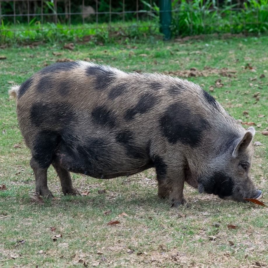 A side profile of Deborah, a spotted Kunekune pig, sniffing at the ground.