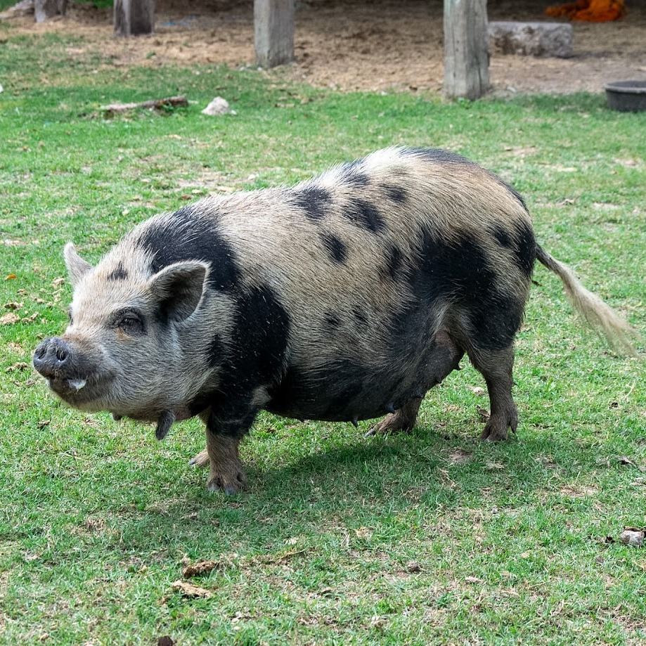 A side profile of Deborah, a spotted Kunekune pig, with her tail wagging.