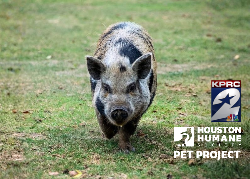 Houston Humane Society | Deborah