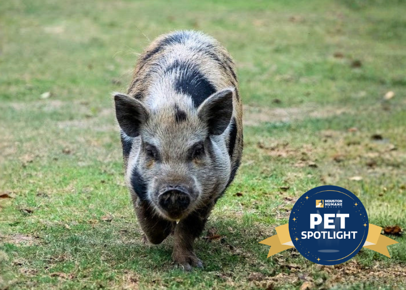Houston Humane Society | Deborah