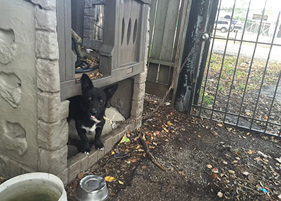 Houston Humane Society | 2 Dogs Seized
