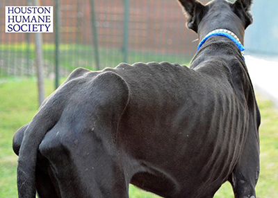 Houston Humane Society | Dec 7th Great Dane Case