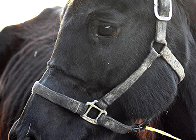 Houston Humane Society | Dec 8th Horse Case