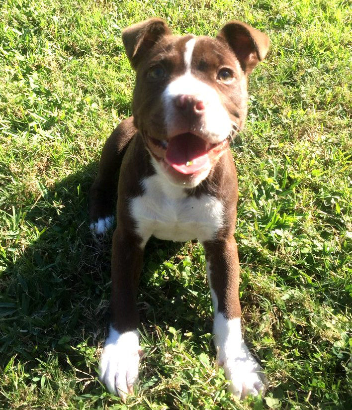 december29puppy1