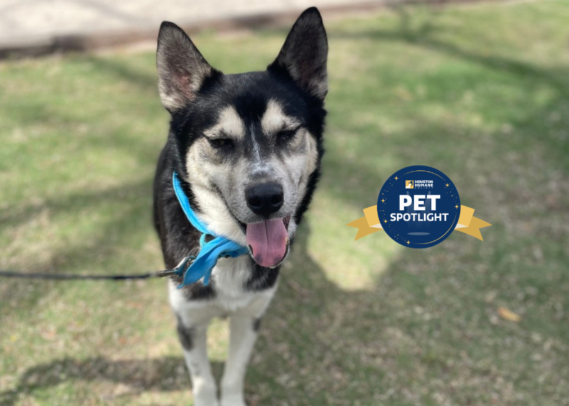 Houston Humane Society | Delmar