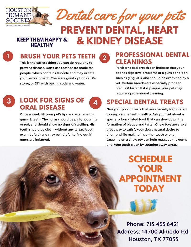 Dental Care For Your Pets