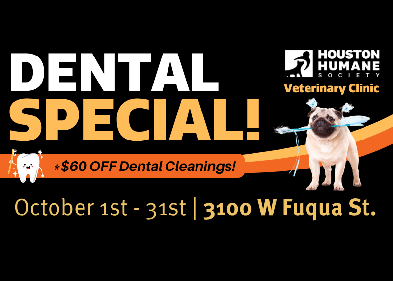 Houston Humane Society | October Dental Special