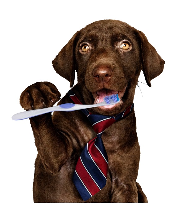 dental-special