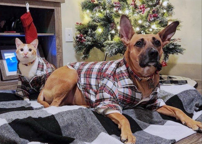 Houston Humane Society | Denver's Happy Tail