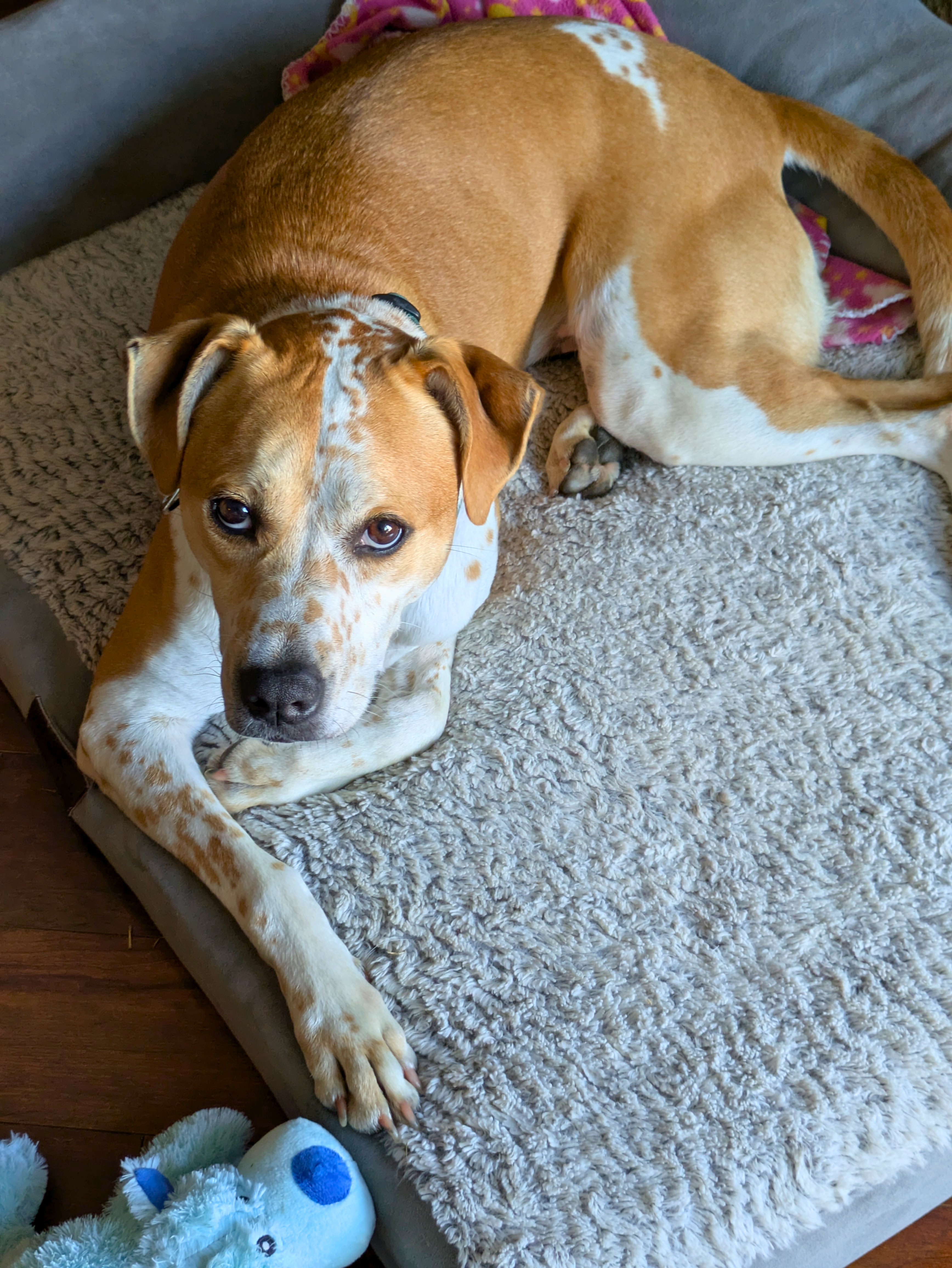 desoto-happy-tail-1-edited