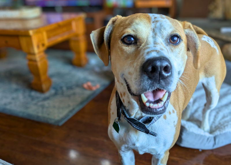 Houston Humane Society | Desoto’s Happy Tail
