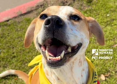 Houston Humane Society | Desoto