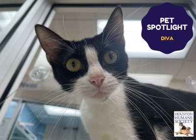 Houston Humane Society | Diva