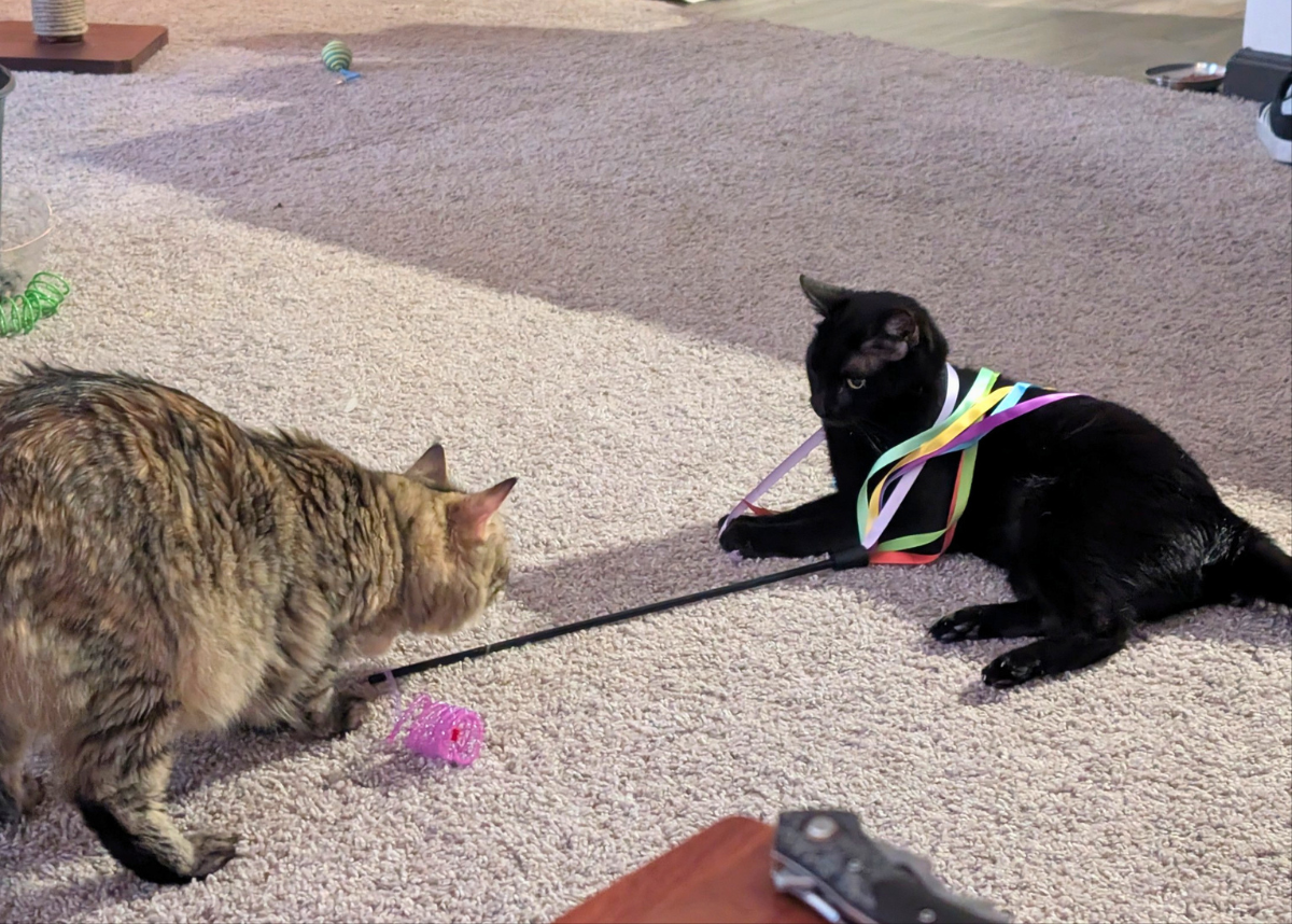 Houston Humane Society | Dizzy's Happy Tail