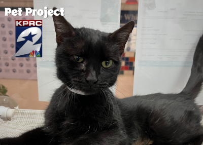 Houston Humane Society | Dizzy