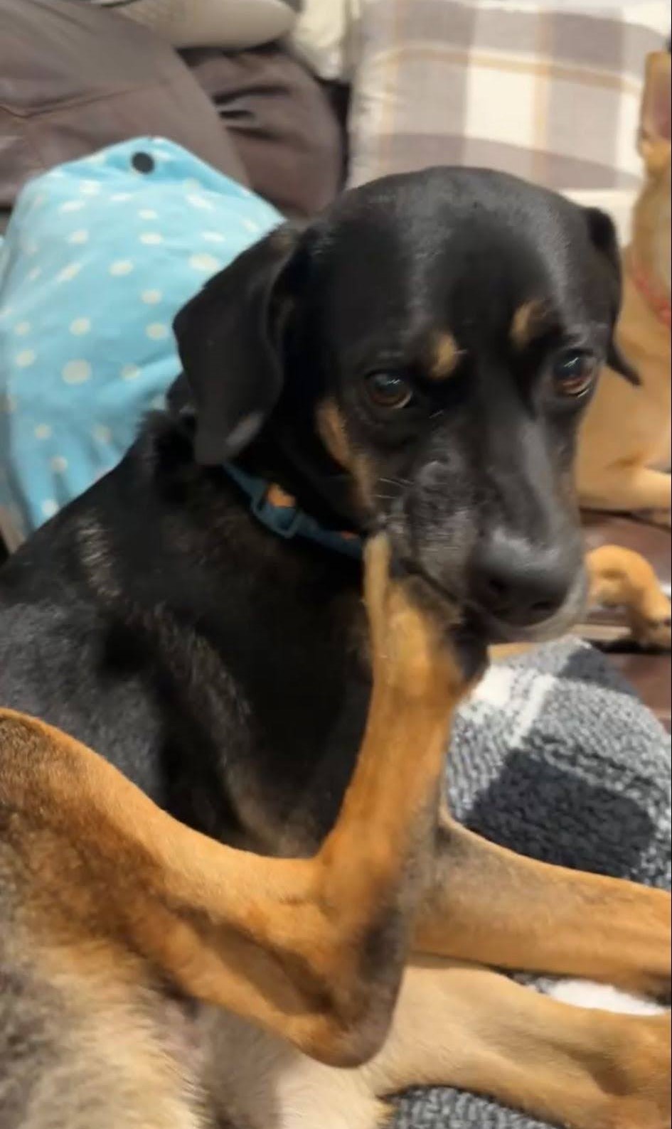 dobby-happy-tail-1