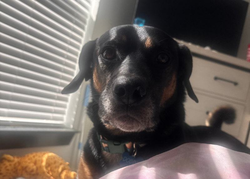 Houston Humane Society | Dobby’s Happy Tail
