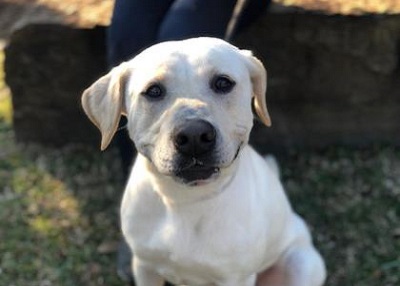 Houston Humane Society | Almighty