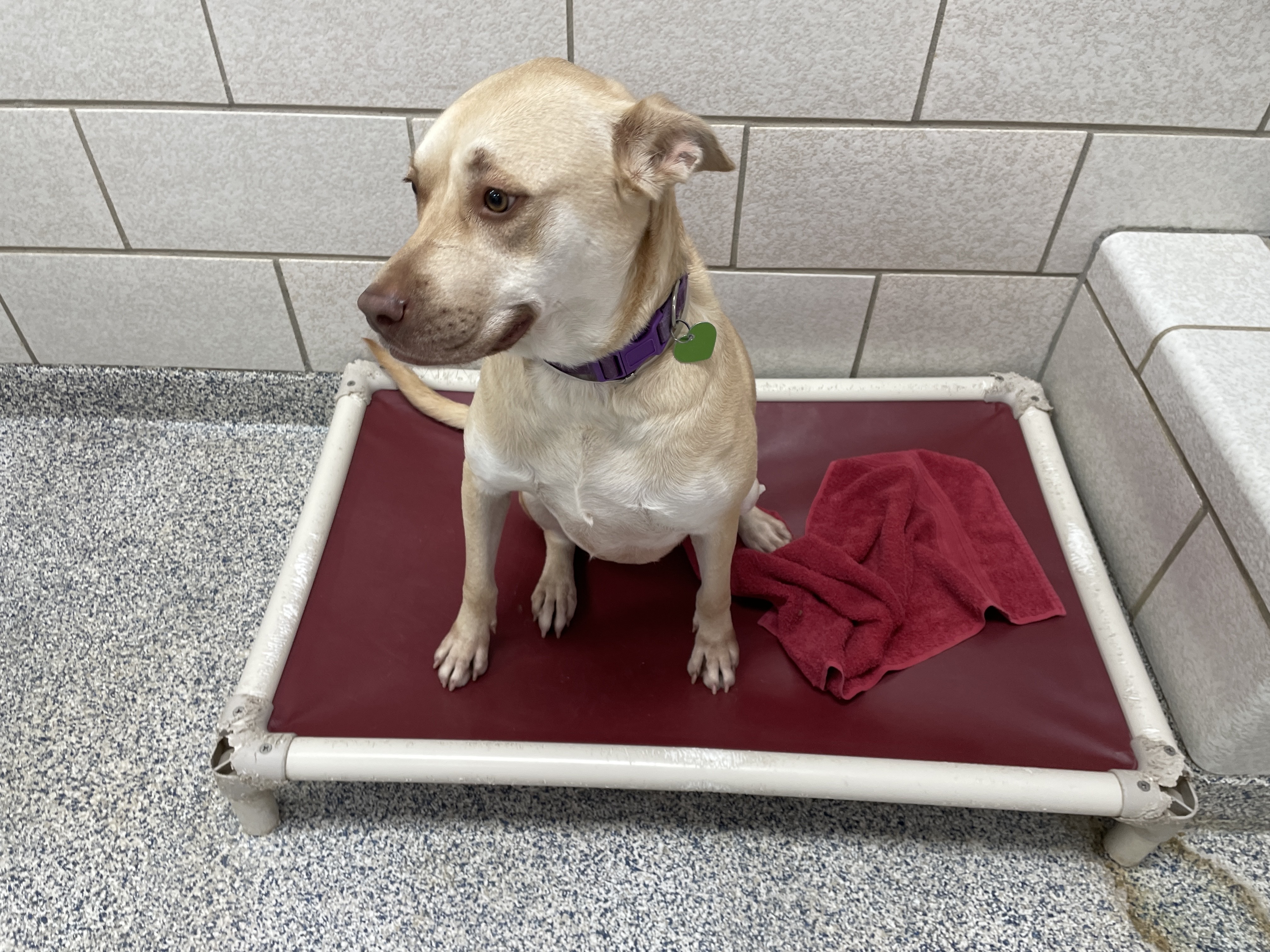 dog-bed-blog-1