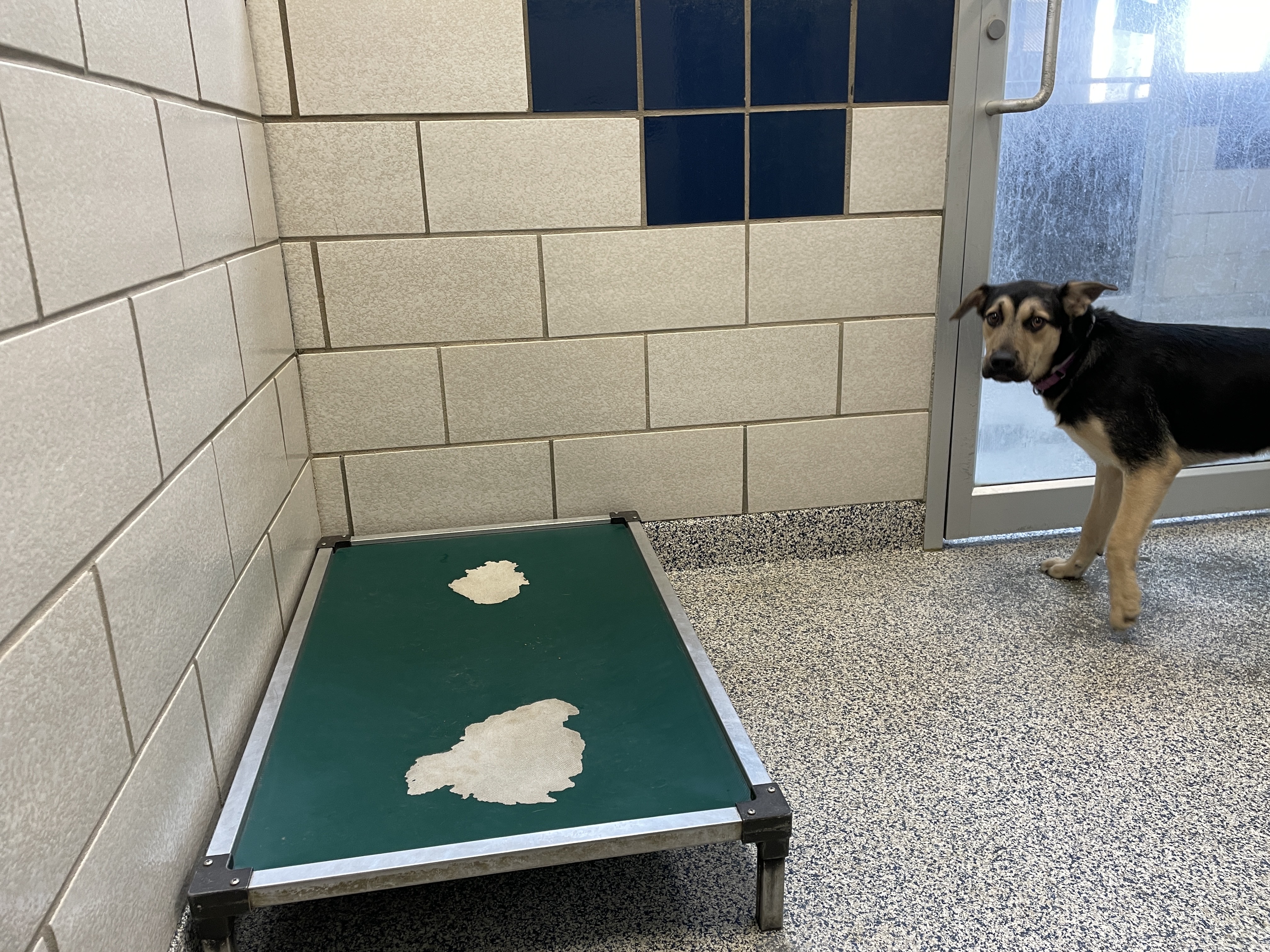 dog-bed-blog-5