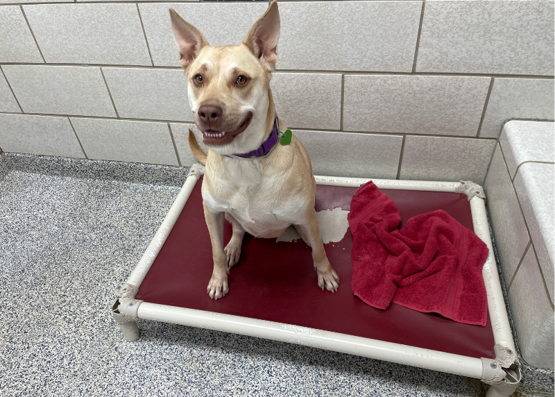 Houston Humane Society | Help Shelter Dogs Rest Easy with a Bed Donation to Houston Humane Society