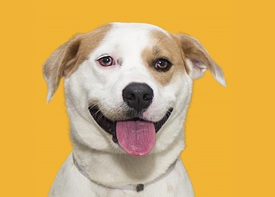 Houston Humane Society | Beso