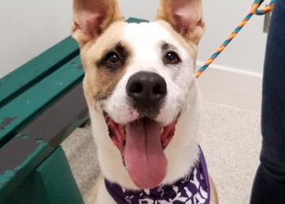 Houston Humane Society | Bruno