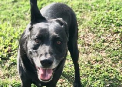 Houston Humane Society | Clooney