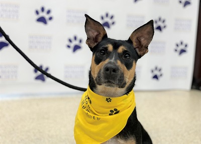 Houston Humane Society | Coco