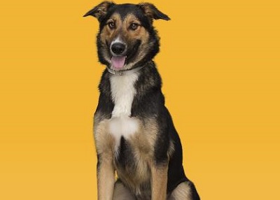 Houston Humane Society | Daisy