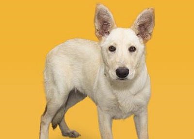 Houston Humane Society | Ginny