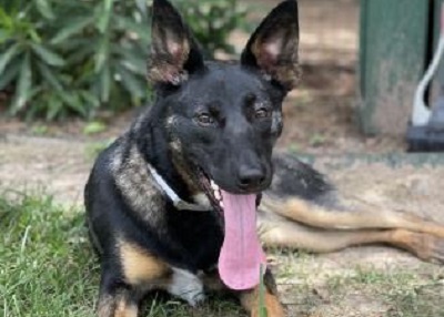 Houston Humane Society | Greta
