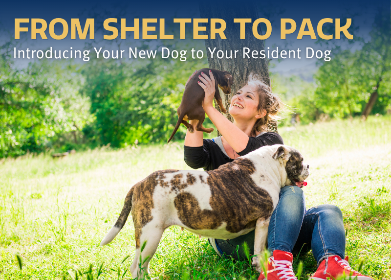 Houston Humane Society | From Shelter to Pack: Introducing Your New Adopted Dog the Real-World Way