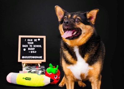 Houston Humane Society | Jaz
