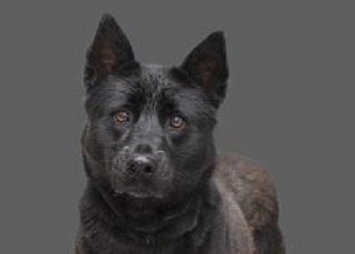 Houston Humane Society | Judd