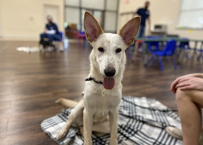 Houston Humane Society | Maxine