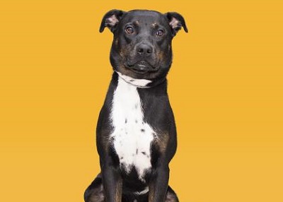 Houston Humane Society | Pabbie