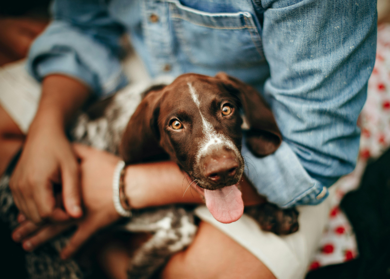 Houston Humane Society | The Connection Between Domestic Violence and Animal Abuse, and How to Get Help in Houston