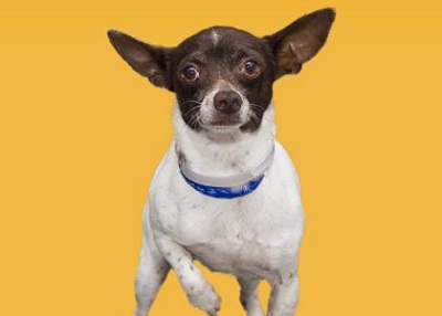 Houston Humane Society | Rosco