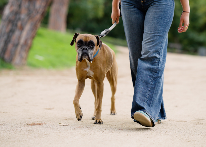 Houston Humane Society | The Health Benefits of Walking Shelter Dogs