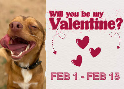 Houston Humane Society | Doggy Date Out